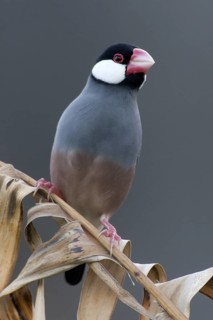 Java Sparrow (Lonchura oryzivora), Christmas Island, Australia
