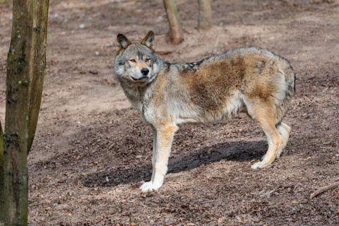 A Eurasian gray wolf (Canis lupus lupus) stands on dry forest floor. Transylvania, Romania