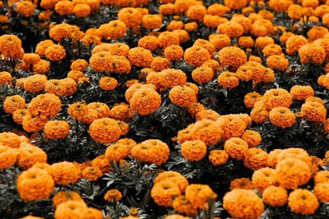 Vibrant Cempasuchil flowers bloom in Xochimilco, Mexico, symbolizing the Day of the Dead. These
