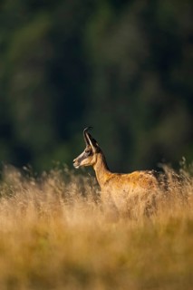 Chamois (Rupicapra rupicapra) on a meadow in the Vosges Mountains, wildlife, France