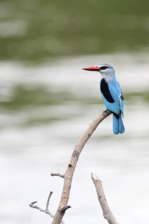 Woodland Kingfisher (Halcyon senegalensis), Okavango-Delta, Botswana