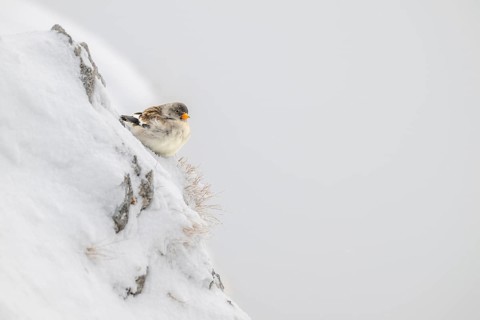 Snowfinch (Montifringilla nivalis) in winter, Hafelekar, Karwendel mountains, Tyrol, Austria