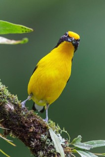 Violaceous Euphonia (Euphonia violacea) perched on a branch in the Atlantic rainforest of southeast