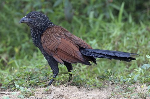 Greater Coucal (Centropus sinensis) juvenile, Penang, Malaysia