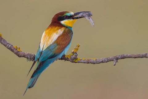European Bee-eater (Merops apiaster) perched on a branch with an insect in its beak, Lesvos, Greece
