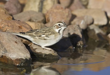 Lark Sparrow (Chondestes grammacus), Arizona, USA