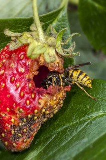 Common wasp (Vespula vulgaris) eating ripe garden strawberry (Fragaria × ananassa) and ruining crop