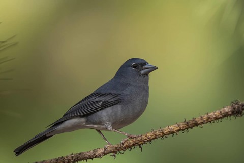 Blue Chaffinch (Fringilla teydea) male, Tenerife, Spain