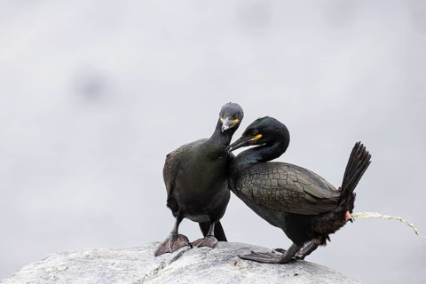 Cormorant (Gulosus aristotelis), breeding pair defecating and grooming during mating, Hornøya