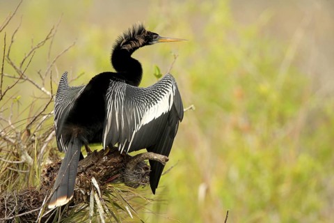 Anhinga (Anhinga anhinga), Florida, USA