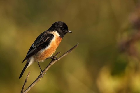 European Stonechat (Saxicola rubicola) male, Uttarakhand, India