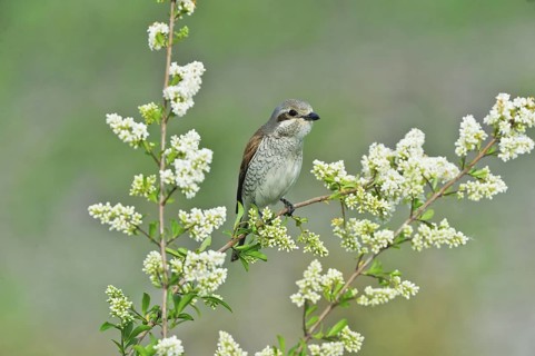 Neuntoeter (Lanius collurio) Red-backed Shrike, female
