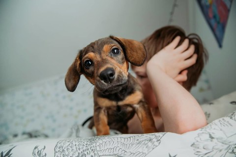 A young boy gently pets his cute, brown puppy while lying on a bed. The puppy's bright, expressive