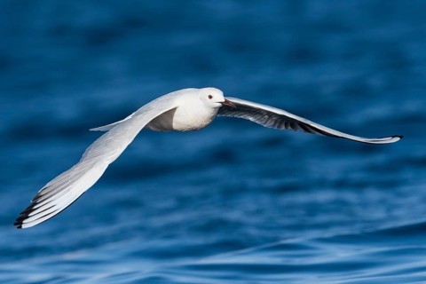 Slender-billed Gull (Chroicocephalus genei) flying, Eilat, Israel