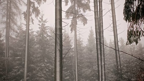 Mystical forest scene with thick trees covered in fog, hiking on the Rennsteig in winter,