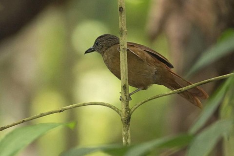 Streak-capped treehunter (Thripadectes virgaticeps) perched on a branch in Ecuador, South America