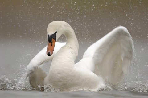 Mute Swan (Cygnus olor) bathing, North Rhine-Westphalia, Germany