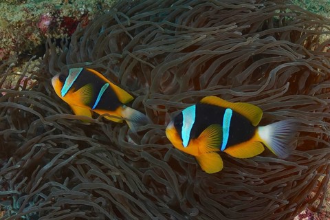 Allard's clownfish (Amphiprion allardi)