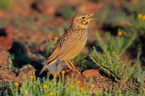 Bush Pipit (Anthus caffer), adult, on ground, singing, Pilanesberg National Park, North West