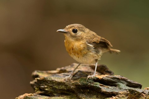 Rufous-chested Flycatcher (Ficedula dumetoria) female, Selangor, Malaysia
