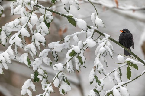 The almost black plumage of the male blackbird (Turdus merula) forms a beautiful contrast to the