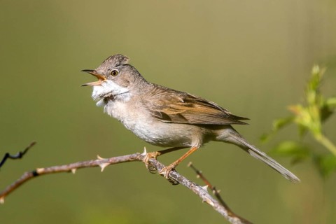 Common Whitethroat (Sylvia communis) male singing, perched on a branch, Madrid, Spain