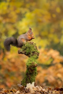 Eurasian Red Squirrel (Sciurus vulgaris) nibbling on hazelnut, Netherlands