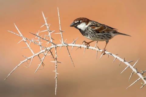 Spanish Sparrow (Passer hispaniolensis) male perched on a thorny branch, Fuerteventura, Spain