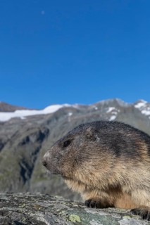 One adult Alpine Marmot, Marmota marmota, standing on a rock. Grossglockner Mountain in the distant