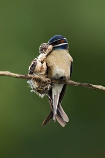 Whiskered Treeswift (Hemiprocne comata) perched on a branch feeding chick, Pahang, Malaysia