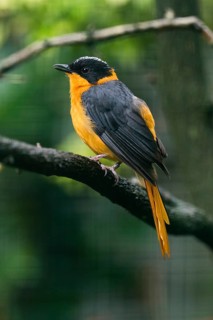 White-browed Robin-chat (Cossypha heuglini), adult male bird singing in captivity, Germany