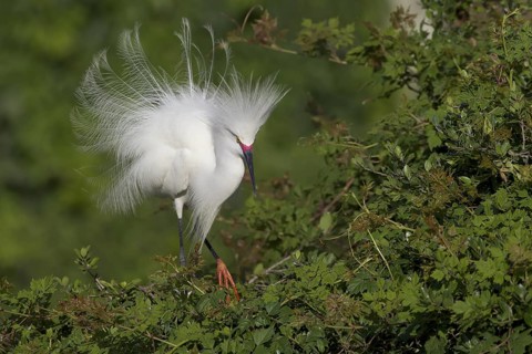 Snowy Egret (Egretta thula) displaying, Florida, USA