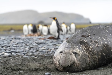 Southern elephant seal (Mirounga leonina), male, lying on the shingle beach, group of king penguins