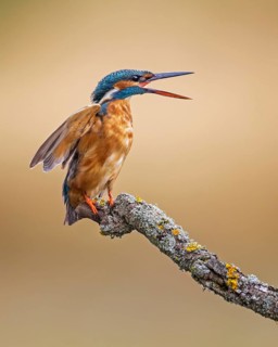 Common Kingfisher (Alcedo atthis) female calling, Saxony-Anhalt, Germany