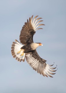 Northern Crested Caracara (Caracara cheriway) flying, Texas, USA