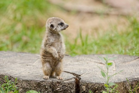 Close-up of a young meerkat in its natural habitat, Poland