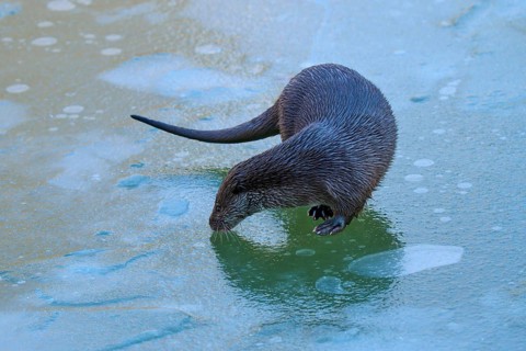 An otter carefully examining the surface of the ice, winter, otter (Lutra lutra), Hesse, Germany