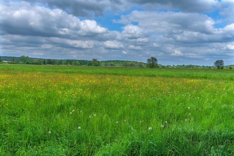 Landscape with wildflower meadow, Schrobenhausen, Upper Bavaria, Germany
