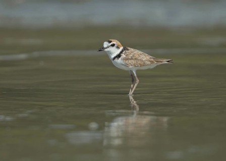 Malaysian Plover (Charadrius peronii), Thailand