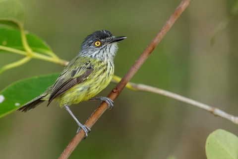 Spotted Tody-Flycatcher (Todirostrum maculatum) perched on a branch in the grasslands of Guyana