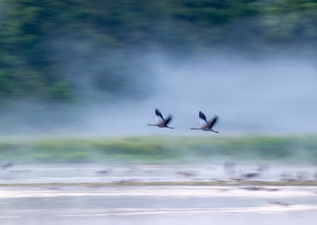 Cranes (Grus grus) in flight over a lake, morning fog, motion blur, long time exposure, pull-along,