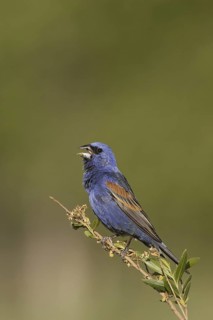 Blue Grosbeak (Passerina caerulea) male singing, California, USA