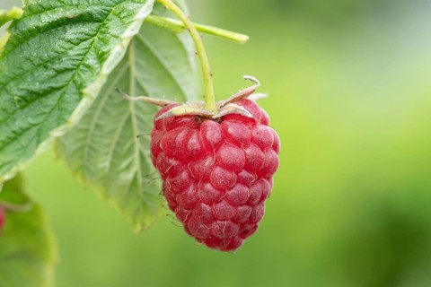 Raspberry (Rubus idaeus 'Little Sweet Sister'), Cambridge Botanical Garden, Germany