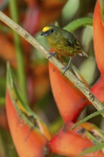 Olive-backed Euphonia (Euphonia gouldi) male, Costa Rica