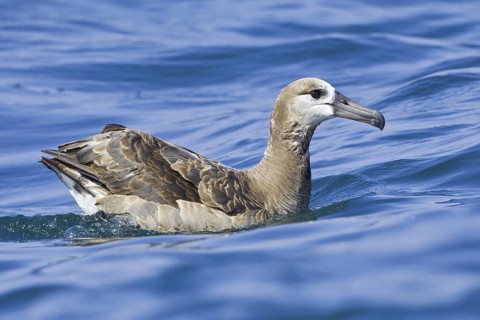 Black-footed Albatross (Phoebastria nigripes), Washington, USA