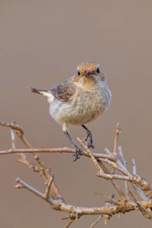 Arabian Wheatear, (Oenanthe lugentoide, Middle East, Oman, Jabal Samhan, Salalah, Dhofar, Oman