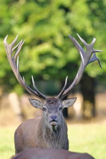 Red deer (Cervus elaphus), capital stag in a forest clearing, animal portrait, wildlife, Sauerland,