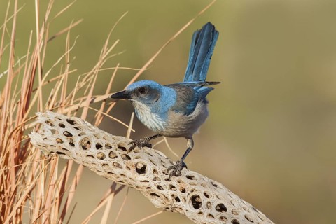 Woodhouse’s Scrub-Jay Aphelocoma woodhouseii Tucson, Pima County, Arizona, United States 9 February