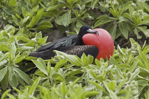 Great Frigatebird (Fregata minor), Hawaii, USA