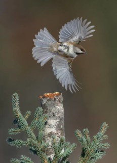 Boreal Chickadee (Poecile hudsonicus) flying, Alaska, USA
